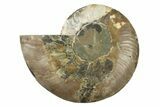 Cut & Polished Ammonite Fossil (Half) - Madagascar #341210-1